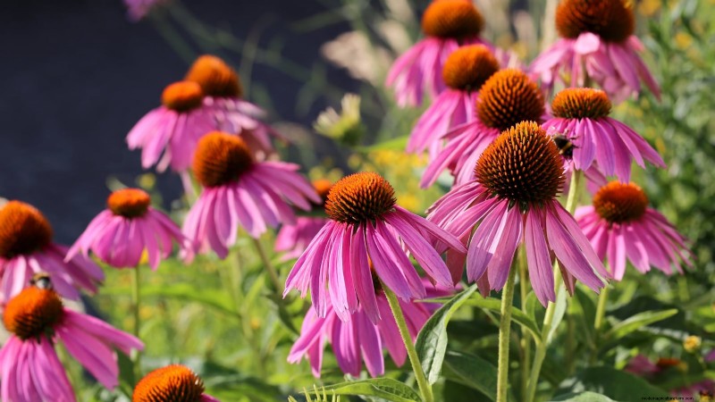 7 Pink Blooms That Thrive in Shade