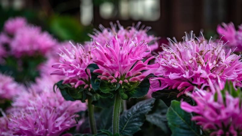 7 Pink Blooms That Thrive in Shade