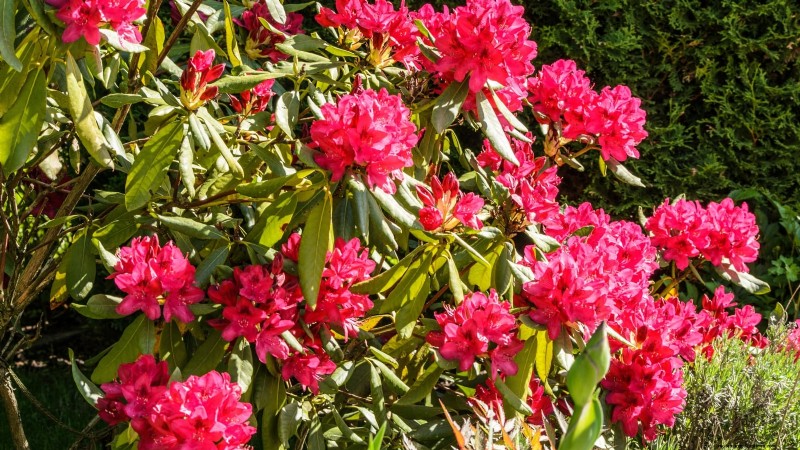7 Pink Blooms That Thrive in Shade