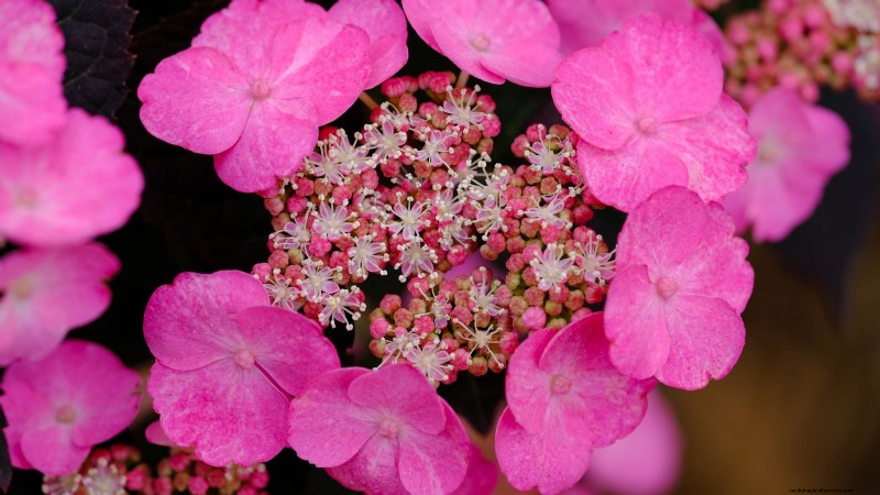 7 Pink Blooms That Thrive in Shade