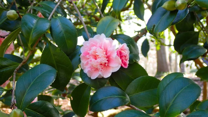 7 Pink Blooms That Thrive in Shade