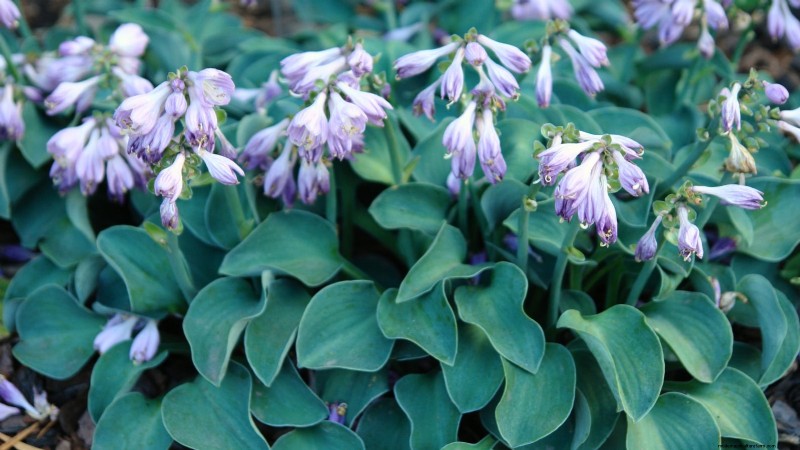 Top 7 Slug‑Resistant Hosta Varieties to Protect Your Spring Garden