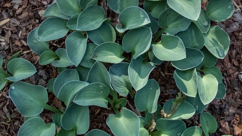 Top 7 Slug‑Resistant Hosta Varieties to Protect Your Spring Garden