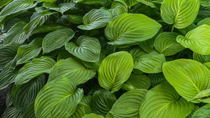 Top 7 Slug‑Resistant Hosta Varieties to Protect Your Spring Garden
