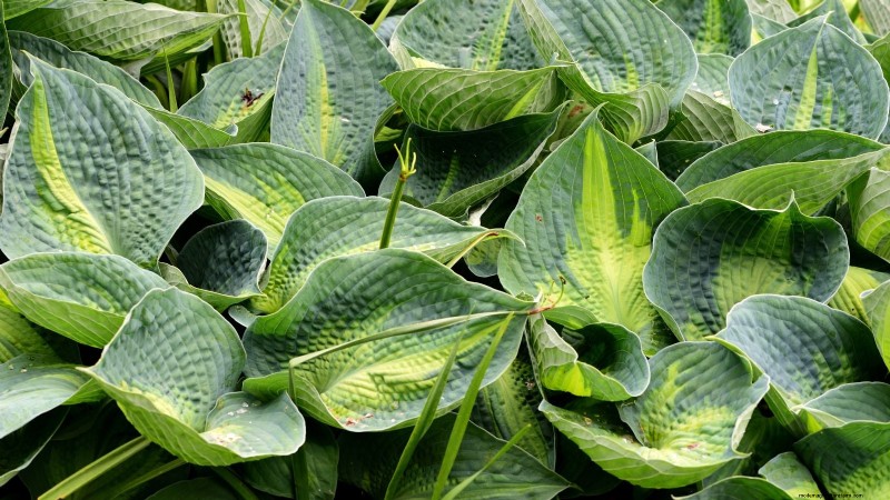 Top 7 Slug‑Resistant Hosta Varieties to Protect Your Spring Garden
