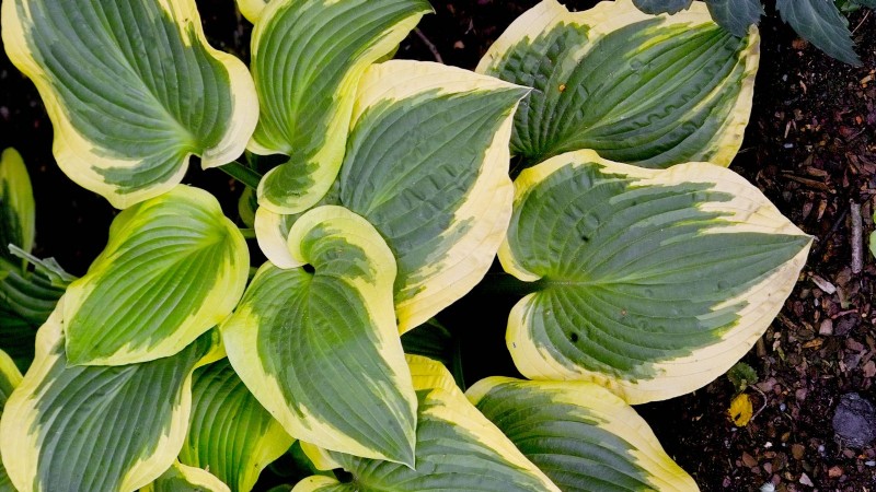Top 7 Slug‑Resistant Hosta Varieties to Protect Your Spring Garden