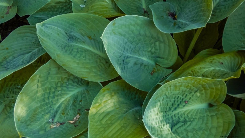 Top 7 Slug‑Resistant Hosta Varieties to Protect Your Spring Garden