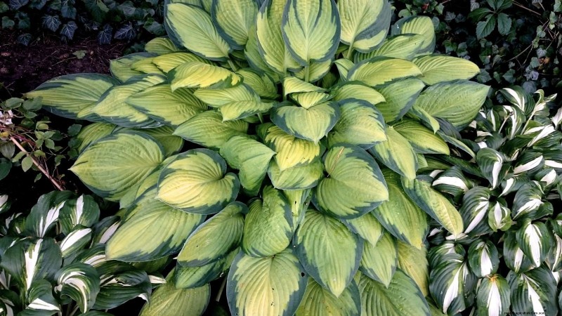 Top 7 Slug‑Resistant Hosta Varieties to Protect Your Spring Garden