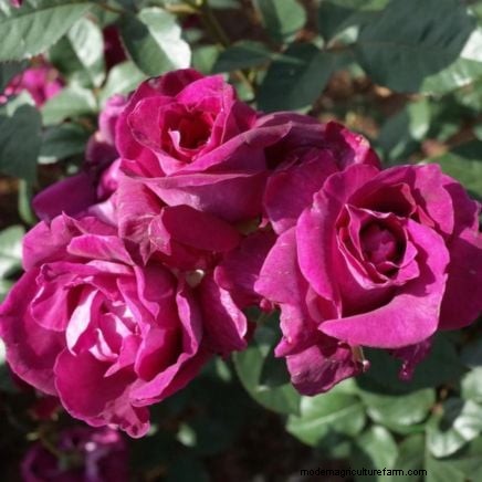 April Rose Care Guide: Expert Pruning, Feeding, and Pest Prevention