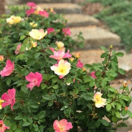 April Rose Care Guide: Expert Pruning, Feeding, and Pest Prevention