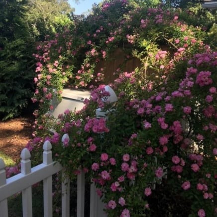 April Rose Care Guide: Expert Pruning, Feeding, and Pest Prevention