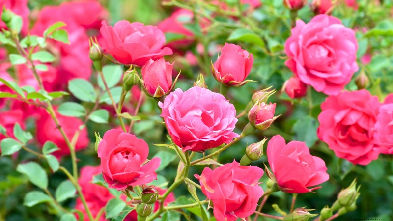 April Rose Care Guide: Expert Pruning, Feeding, and Pest Prevention
