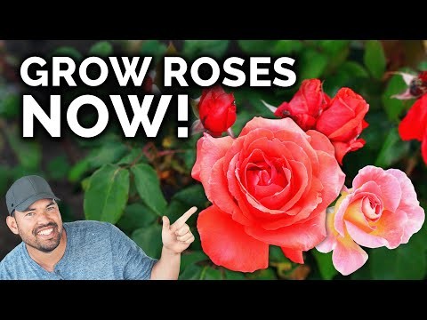 April Rose Care Guide: Expert Pruning, Feeding, and Pest Prevention