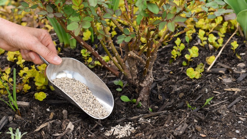 April Rose Care Guide: Expert Pruning, Feeding, and Pest Prevention
