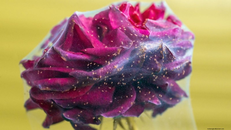 April Rose Care Guide: Expert Pruning, Feeding, and Pest Prevention