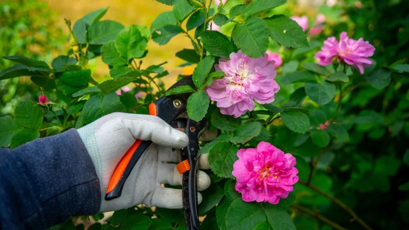 April Rose Care Guide: Expert Pruning, Feeding, and Pest Prevention