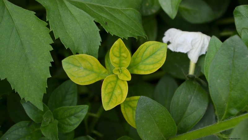 April Rose Care Guide: Expert Pruning, Feeding, and Pest Prevention
