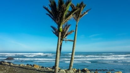 Growing and Caring for New Zealand’s Native Nikau Palm