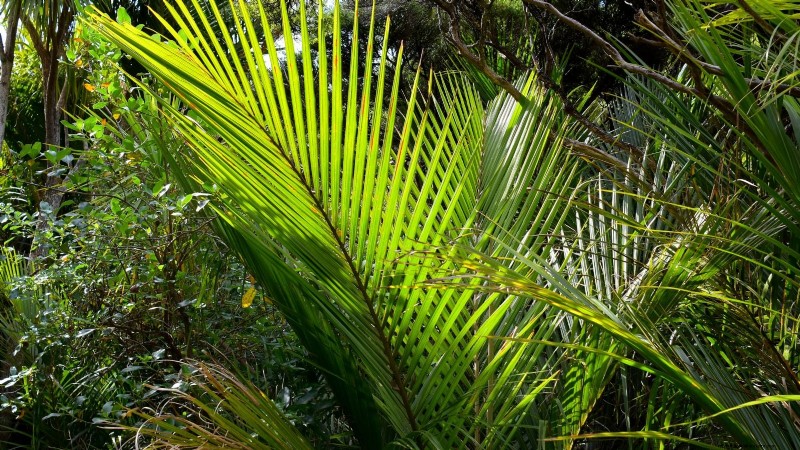 Growing and Caring for New Zealand’s Native Nikau Palm