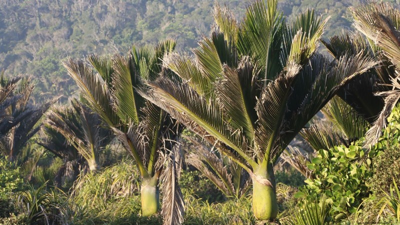 Growing and Caring for New Zealand’s Native Nikau Palm