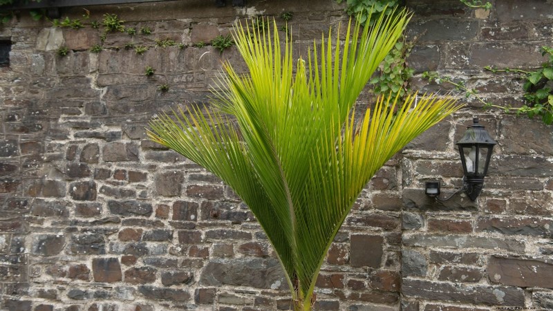 Growing and Caring for New Zealand’s Native Nikau Palm