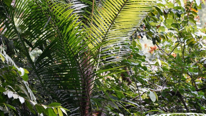 Growing and Caring for New Zealand’s Native Nikau Palm