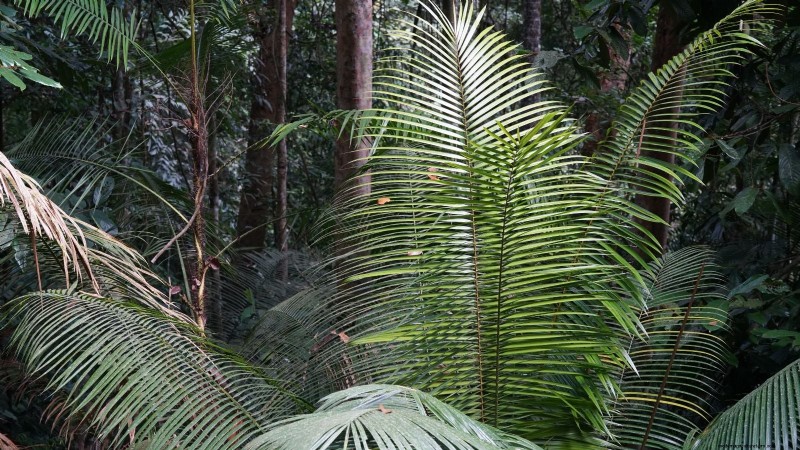 Growing and Caring for New Zealand’s Native Nikau Palm