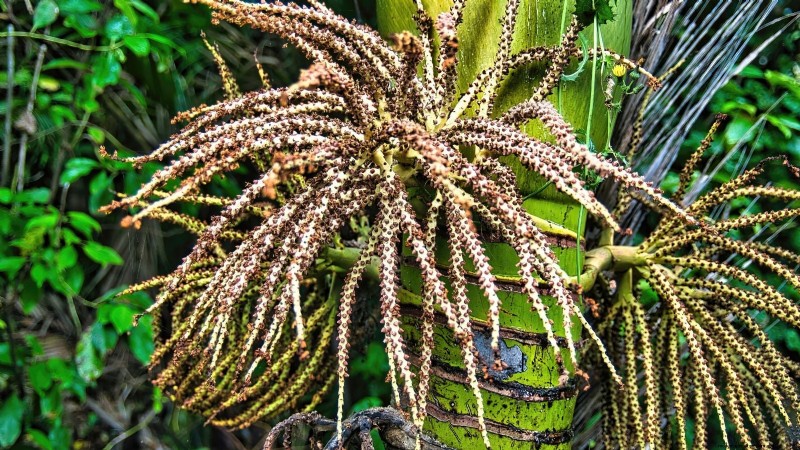 Growing and Caring for New Zealand’s Native Nikau Palm
