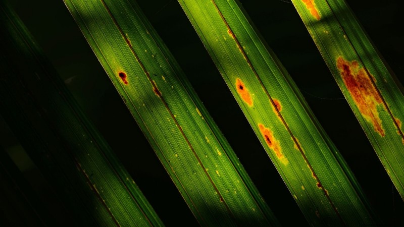 Growing and Caring for New Zealand’s Native Nikau Palm