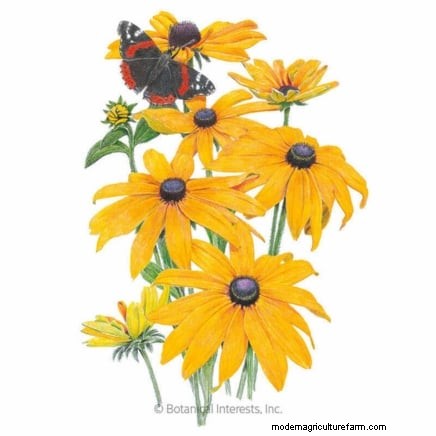7 Stunning New England Perennials: Expert Guide to Native Garden Success
