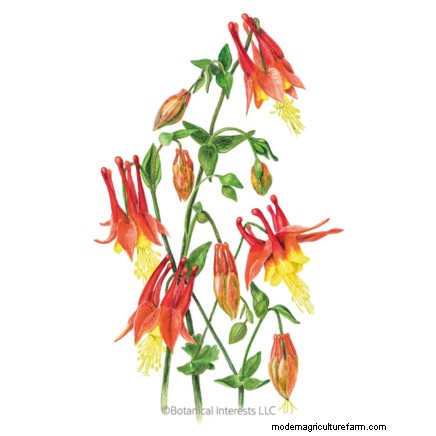 7 Stunning New England Perennials: Expert Guide to Native Garden Success