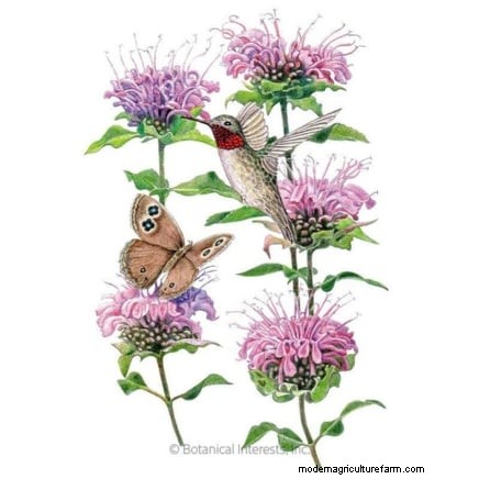 7 Stunning New England Perennials: Expert Guide to Native Garden Success