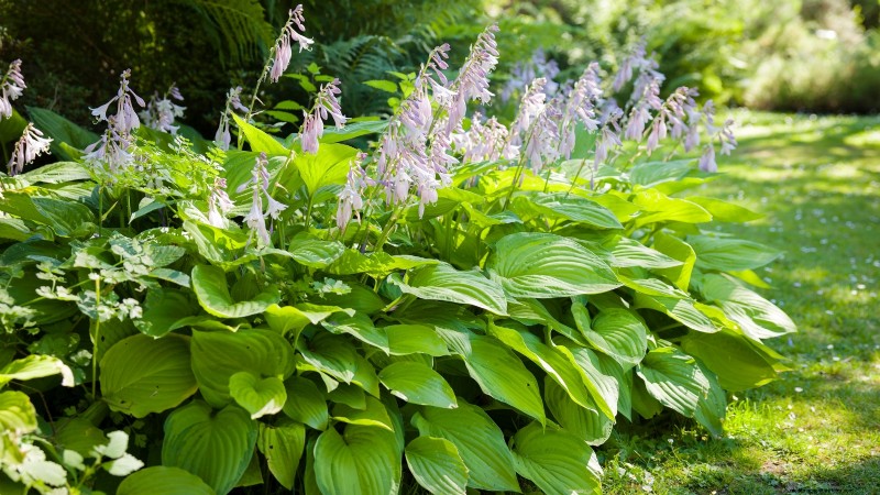 7 Stunning New England Perennials: Expert Guide to Native Garden Success