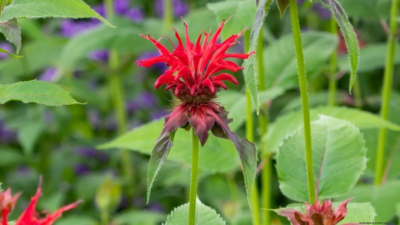 7 Stunning New England Perennials: Expert Guide to Native Garden Success