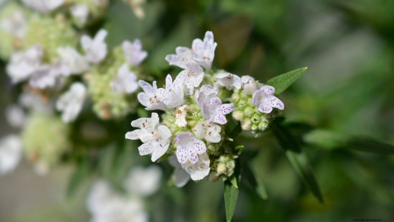 7 Stunning New England Perennials: Expert Guide to Native Garden Success