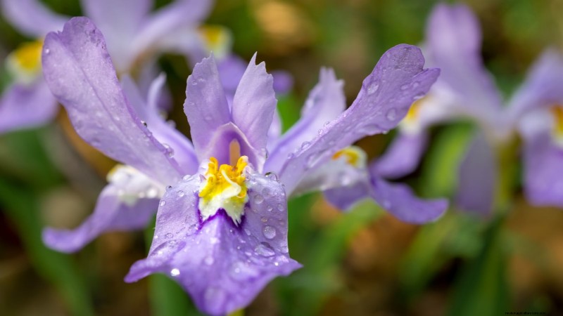 7 Stunning New England Perennials: Expert Guide to Native Garden Success
