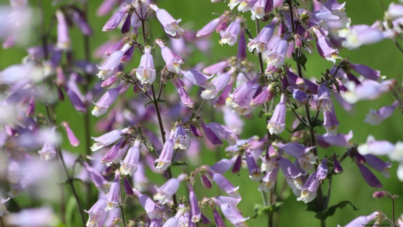 7 Stunning New England Perennials: Expert Guide to Native Garden Success