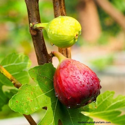 Launch a Container Orchard: Growing Fruit Trees in Compact Spaces