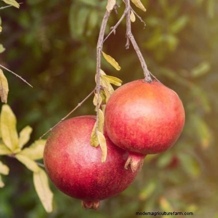 Launch a Container Orchard: Growing Fruit Trees in Compact Spaces