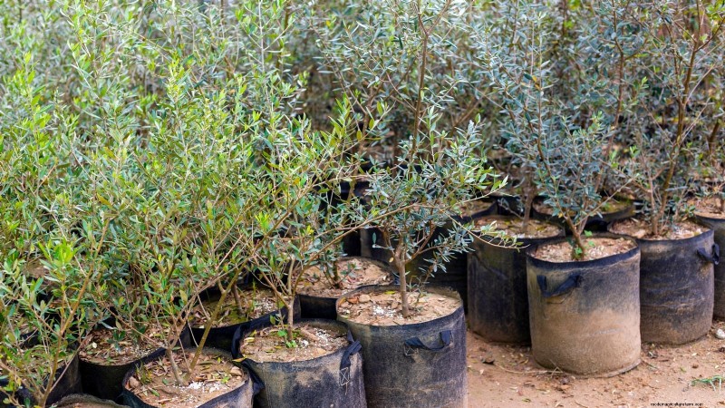 Launch a Container Orchard: Growing Fruit Trees in Compact Spaces