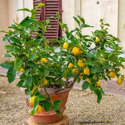 Launch a Container Orchard: Growing Fruit Trees in Compact Spaces