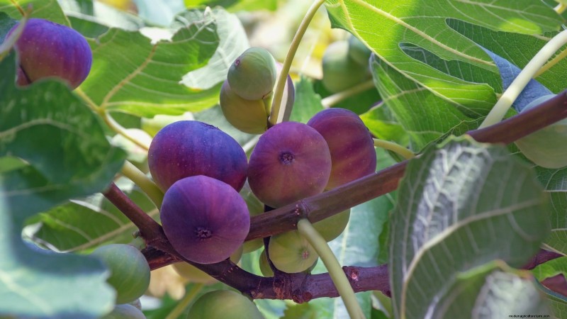 Launch a Container Orchard: Growing Fruit Trees in Compact Spaces