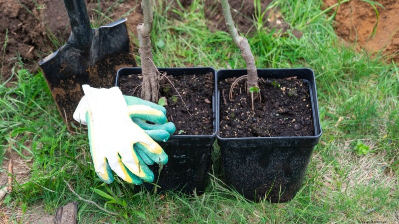 Launch a Container Orchard: Growing Fruit Trees in Compact Spaces