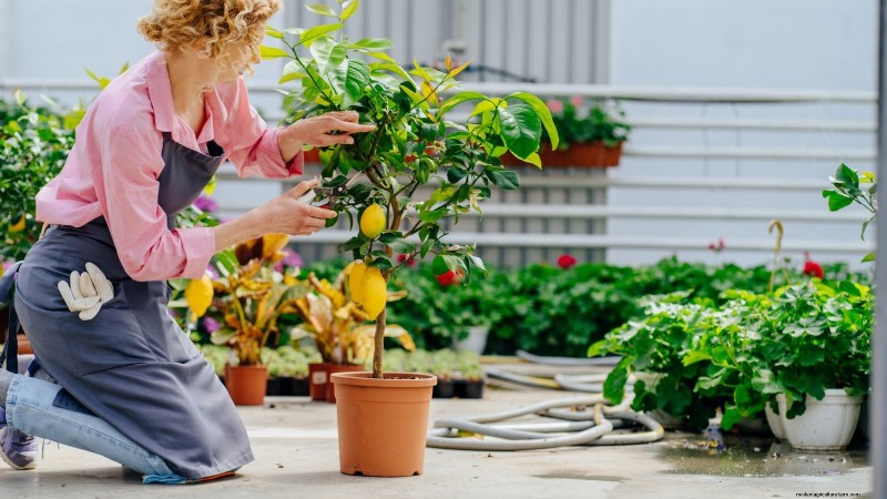 Launch a Container Orchard: Growing Fruit Trees in Compact Spaces