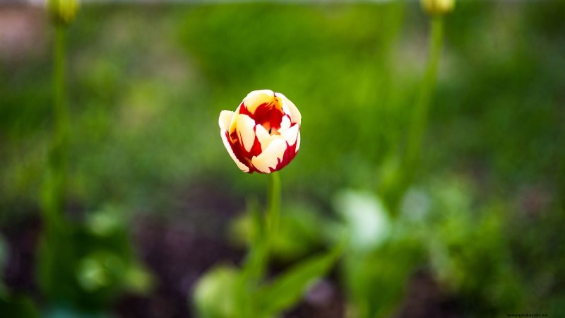 7 Heirloom Tulip Varieties That Transform Your Spring Garden