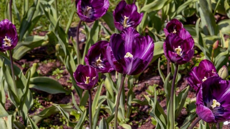 7 Heirloom Tulip Varieties That Transform Your Spring Garden