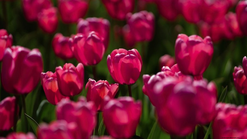 7 Heirloom Tulip Varieties That Transform Your Spring Garden
