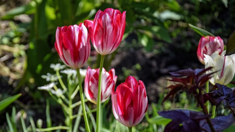 7 Heirloom Tulip Varieties That Transform Your Spring Garden