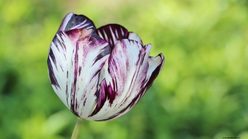 7 Heirloom Tulip Varieties That Transform Your Spring Garden