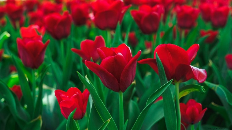 7 Heirloom Tulip Varieties That Transform Your Spring Garden